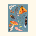 Nature A4 art print by Anna Seed Art featuring colourful moths, butterflies, mushrooms, flowers and botanical details on a blue background.